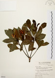 中文名:厚葉石斑木(S050161)學名:Rhaphiolepis indica (L.) Lindl. ex Ker var. umbellata (Thunb. ex Murray) Ohashi(S050161)英文名:Wholen-leaf Hawthorn