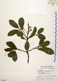中文名:厚葉石斑木(S079603)學名:Rhaphiolepis indica (L.) Lindl. ex Ker var. umbellata (Thunb. ex Murray) Ohashi(S079603)英文名:Wholen-leaf Hawthorn