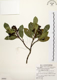 中文名:厚葉石斑木(S080304)學名:Rhaphiolepis indica (L.) Lindl. ex Ker var. umbellata (Thunb. ex Murray) Ohashi(S080304)英文名:Wholen-leaf Hawthorn