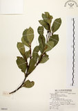 中文名:厚葉石斑木(S080341)學名:Rhaphiolepis indica (L.) Lindl. ex Ker var. umbellata (Thunb. ex Murray) Ohashi(S080341)英文名:Wholen-leaf Hawthorn