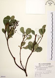 中文名:厚葉石斑木(S085410)學名:Rhaphiolepis indica (L.) Lindl. ex Ker var. umbellata (Thunb. ex Murray) Ohashi(S085410)英文名:Wholen-leaf Hawthorn