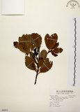 中文名:厚葉石斑木(S088973)學名:Rhaphiolepis indica (L.) Lindl. ex Ker var. umbellata (Thunb. ex Murray) Ohashi(S088973)英文名:Wholen-leaf Hawthorn