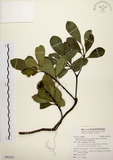 中文名:厚葉石斑木(S092243)學名:Rhaphiolepis indica (L.) Lindl. ex Ker var. umbellata (Thunb.) H. Ohashi(S092243)