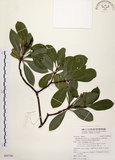 中文名:厚葉石斑木(S095746)學名:Rhaphiolepis indica (L.) Lindl. ex Ker var. umbellata (Thunb. ex Murray) Ohashi(S095746)英文名:Wholen-leaf Hawthorn