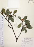 中文名:厚葉石斑木(S108723)學名:Rhaphiolepis indica (L.) Lindl. ex Ker var. umbellata (Thunb. ex Murray) Ohashi(S108723)英文名:Wholen-leaf Hawthorn