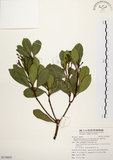 中文名:厚葉石斑木(S118695)學名:Rhaphiolepis indica (L.) Lindl. ex Ker var. umbellata (Thunb. ex Murray) Ohashi(S118695)英文名:Wholen-leaf Hawthorn