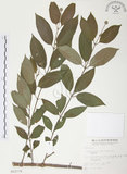 中文名:風箱樹(S015779)學名:Cephalanthus naucleoides DC.(S015779)
