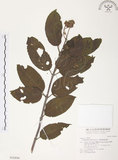 中文名:風箱樹(S016896)學名:Cephalanthus naucleoides DC.(S016896)