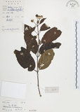 中文名:風箱樹(S019288)學名:Cephalanthus occidentalis Linn.(S019288)