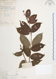 中文名:風箱樹(S019349)學名:Cephalanthus occidentalis Linn.(S019349)