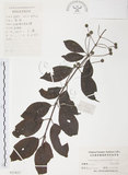 中文名:風箱樹(S023827)學名:Cephalanthus occidentalis Linn.(S023827)
