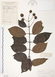 中文名:風箱樹(S037930)學名:Cephalanthus occidentalis Linn.(S037930)