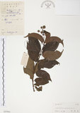 中文名:風箱樹(S037966)學名:Cephalanthus occidentalis Linn.(S037966)