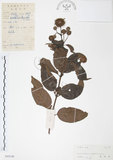 中文名:風箱樹(S045140)學名:Cephalanthus occidentalis Linn.(S045140)