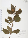 中文名:風箱樹(S050797)學名:Cephalanthus naucleoides DC.(S050797)