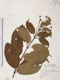 中文名:風箱樹(S050798)學名:Cephalanthus naucleoides DC.(S050798)