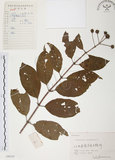 中文名:風箱樹(S059335)學名:Cephalanthus occidentalis Linn.(S059335)