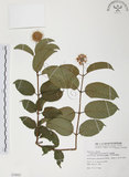 中文名:風箱樹(S078020)學名:Cephalanthus naucleoides DC.(S078020)