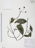中文名:風箱樹(S103720)學名:Cephalanthus occidentalis Linn.(S103720)