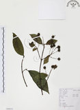 中文名:風箱樹(S104113)學名:Cephalanthus occidentalis Linn.(S104113)