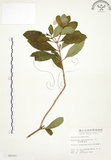 中文名:毛玉葉金花(S004291)學名:Mussaenda pubescens Ait. f.(S004291)英文名:Downy Mussanenda, Mussaenda, Taiwan Mussnenda