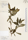 中文名:毛玉葉金花(S019329)學名:Mussaenda pubescens Ait. f.(S019329)英文名:Downy Mussanenda, Mussaenda, Taiwan Mussnenda