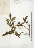 中文名:毛玉葉金花(S029689)學名:Mussaenda pubescens Ait. f.(S029689)英文名:Downy Mussanenda, Mussaenda, Taiwan Mussnenda