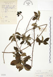 中文名:毛玉葉金花(S033420)學名:Mussaenda pubescens Ait. f.(S033420)英文名:Downy Mussanenda, Mussaenda, Taiwan Mussnenda