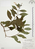 中文名:毛玉葉金花(S039836)學名:Mussaenda pubescens Ait. f.(S039836)英文名:Downy Mussanenda, Mussaenda, Taiwan Mussnenda