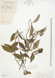 中文名:毛玉葉金花(S040712)學名:Mussaenda pubescens Ait. f.(S040712)英文名:Downy Mussanenda, Mussaenda, Taiwan Mussnenda