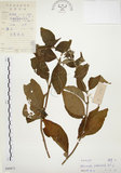 中文名:毛玉葉金花(S040873)學名:Mussaenda pubescens Ait. f.(S040873)英文名:Downy Mussanenda, Mussaenda, Taiwan Mussnenda