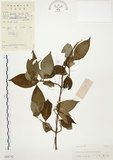 中文名:毛玉葉金花(S044742)學名:Mussaenda pubescens Ait. f.(S044742)英文名:Downy Mussanenda, Mussaenda, Taiwan Mussnenda