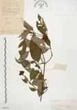 中文名:毛玉葉金花(S045310)學名:Mussaenda pubescens Ait. f.(S045310)英文名:Downy Mussanenda, Mussaenda, Taiwan Mussnenda