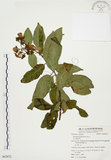 中文名:毛玉葉金花(S062872)學名:Mussaenda pubescens Ait. f.(S062872)英文名:Downy Mussanenda, Mussaenda, Taiwan Mussnenda