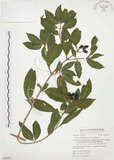 中文名:毛玉葉金花(S063281)學名:Mussaenda pubescens Ait. f.(S063281)英文名:Downy Mussanenda, Mussaenda, Taiwan Mussnenda