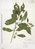 中文名:毛玉葉金花(S069356)學名:Mussaenda pubescens Ait. f.(S069356)英文名:Downy Mussanenda, Mussaenda, Taiwan Mussnenda