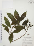 中文名:毛玉葉金花(S069991)學名:Mussaenda pubescens Ait. f.(S069991)英文名:Downy Mussanenda, Mussaenda, Taiwan Mussnenda