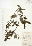中文名:毛玉葉金花(S079070)學名:Mussaenda pubescens Ait. f.(S079070)英文名:Downy Mussanenda, Mussaenda, Taiwan Mussnenda