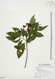 中文名:毛玉葉金花(S081832)學名:Mussaenda pubescens Ait. f.(S081832)英文名:Downy Mussanenda, Mussaenda, Taiwan Mussnenda