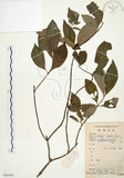 中文名:毛玉葉金花(S086664)學名:Mussaenda pubescens Ait. f.(S086664)英文名:Downy Mussanenda, Mussaenda, Taiwan Mussnenda