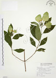 中文名:毛玉葉金花(S092554)學名:Mussaenda pubescens Ait. f.(S092554)英文名:Downy Mussanenda, Mussaenda, Taiwan Mussnenda