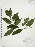中文名:毛玉葉金花(S092979)學名:Mussaenda pubescens Ait. f.(S092979)英文名:Downy Mussanenda, Mussaenda, Taiwan Mussnenda