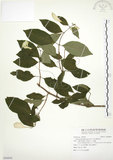 中文名:毛玉葉金花(S094804)學名:Mussaenda pubescens Ait. f.(S094804)英文名:Downy Mussanenda, Mussaenda, Taiwan Mussnenda