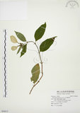 中文名:毛玉葉金花(S094812)學名:Mussaenda pubescens Ait. f.(S094812)英文名:Downy Mussanenda, Mussaenda, Taiwan Mussnenda