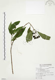 中文名:毛玉葉金花(S094925)學名:Mussaenda pubescens Ait. f.(S094925)英文名:Downy Mussanenda, Mussaenda, Taiwan Mussnenda