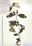 中文名:毛玉葉金花(S102981)學名:Mussaenda pubescens Ait. f.(S102981)英文名:Downy Mussanenda, Mussaenda, Taiwan Mussnenda