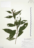 中文名:毛玉葉金花(S113695)學名:Mussaenda pubescens Ait. f.(S113695)英文名:Downy Mussanenda, Mussaenda, Taiwan Mussnenda