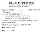 中文名:毛玉葉金花(S115967)學名:Mussaenda pubescens Ait. f.(S115967)英文名:Downy Mussanenda, Mussaenda, Taiwan Mussnenda