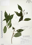 中文名:毛玉葉金花(S115967)學名:Mussaenda pubescens Ait. f.(S115967)英文名:Downy Mussanenda, Mussaenda, Taiwan Mussnenda