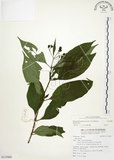 中文名:毛玉葉金花(S115968)學名:Mussaenda pubescens Ait. f.(S115968)英文名:Downy Mussanenda, Mussaenda, Taiwan Mussnenda